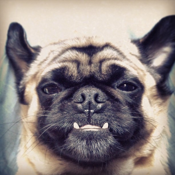 ondeathbeds: Oh, Tofu. #pug #pugsofinstagram
